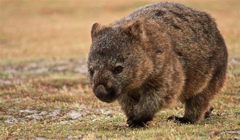 Wombat Facts Diet And Habitat Information