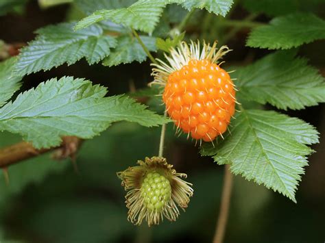 Edible Berries Of The Pacific Northwest