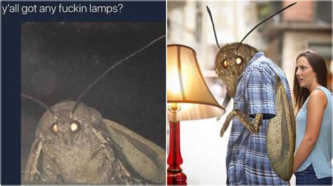 Moth Memes Are Here To Numb The Pain Of Existence 15 Minute News