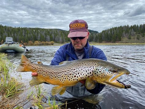 Trophy Brown Trout In Montana Flylords Mag