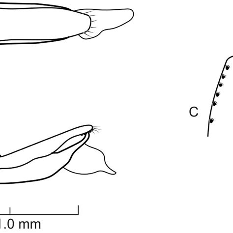 Aedeagus Of Ikaros Apteros Gen Et Sp Nov A Dorsal View B Lateral