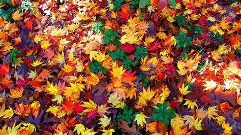 Misc Colorful Fall Leaves Autumn Wallpaper Gallery Autumn Leaves