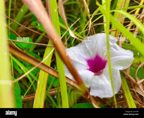 White Flower With Purple Center Hi Res Stock Photography And Images Alamy