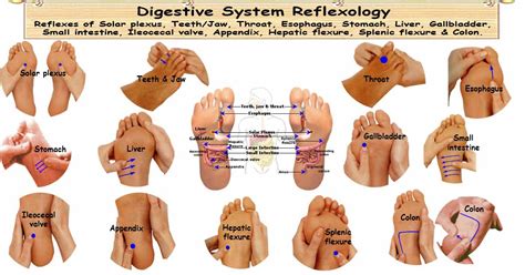 Reflexology Digestive System 16 Reflexes To Strengthen Digestion