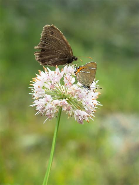 Two Butterflies Sit On A Lonely Flower Stock Photo Image Of Group