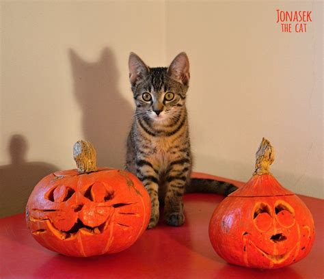 Is Pumpkin Good For Cats 20 Halloween Pumpkins Youll Wish You Carved