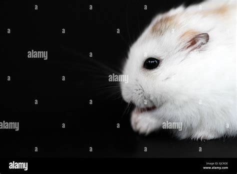 Siberian Dwarf Hamster Stock Photo Alamy