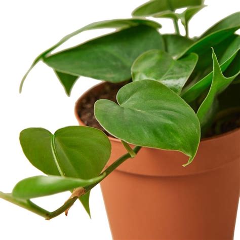 10 Easy Plants That Grow In Water Paisley Plants