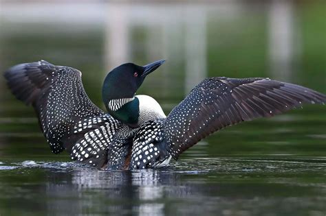 Loon Symbolism Dreams And Messages Spirit Animal Totems
