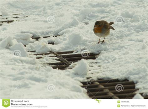 Robin Bird In Snow Ice Winter Season Stock Image Image Of Avian