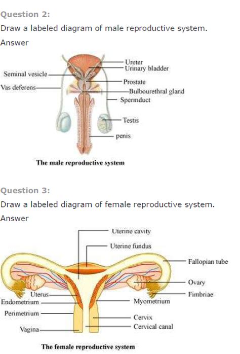 Diagram Male Reproductive System Diagram Blank And Answers