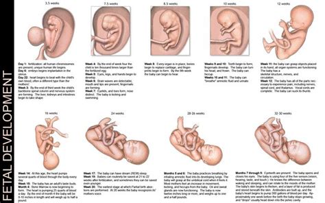 Growth variation in fetal period often adds to the risks.external and internal factors affect intrauterine development. Fetal Development Month By Month | Fetal Development ...