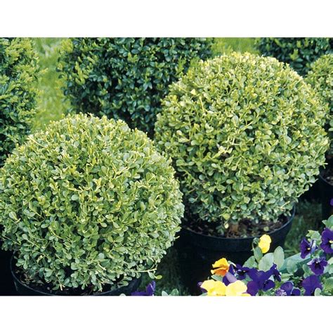 3 Gallon White Globe Boxwood Feature Shrub In Pot L25856 At