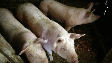 Pyrénées Atlantiques Un élevage De Porc Abattu Après La Découverte Dune Maladie Rare
