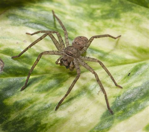 Can You Feel A Spider Bite Brown Recluse Spider Bite Most Spider