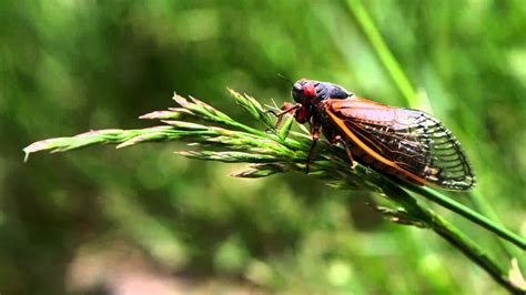Cicada chirping noise in the open air. Cicadas 11 Hours -Sounds of Nature 30 of 59 - Pure Nature ...