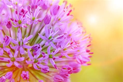 Alliums Conseils Et Guide Pour Cultiver Facilement Jardin Et Paysage