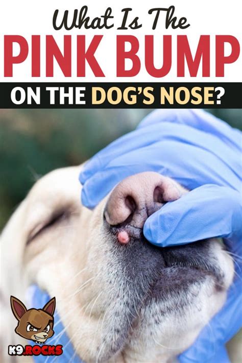 What Is The Pink Bump On The Dogs Nose K9 Rocks