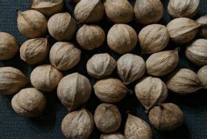 How To Crack Hickory Nuts Good Uses Of Them EatHappyProject