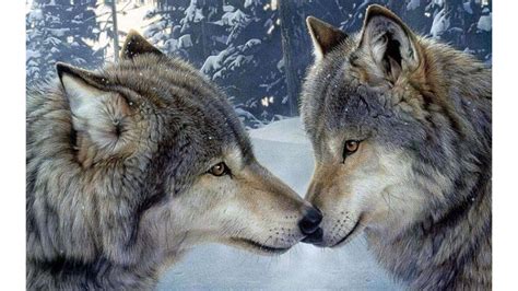 Wolf Encounter Romance Wallpaper In 2560x1440 Resolution