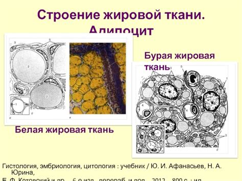 Жировая ткань как эндокринный орган презентация доклад