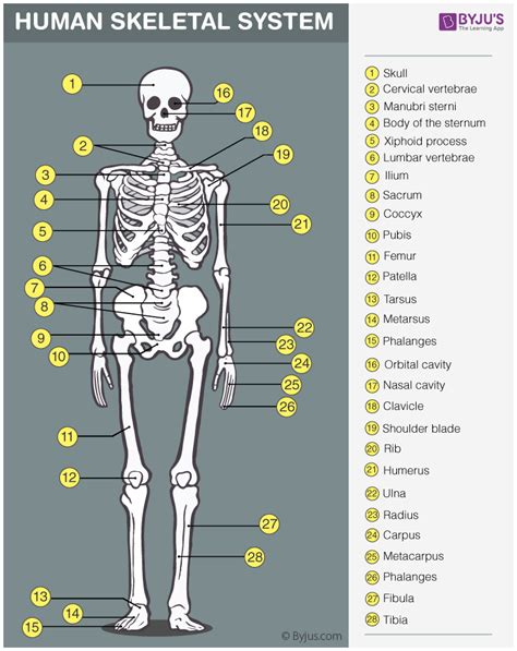 Basic Human Skeleton Labeled