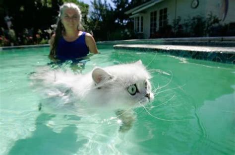 Swimming With A Hot Swim Instructor Swimming Cats Funny Cats In