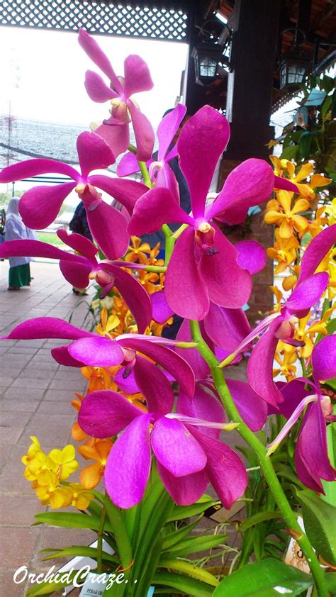Cuaca di malaysia untuk hari ini, besok dan minggu. OrchidCraze: Parit Buntar Orchid Show ( Agrofest 2012)