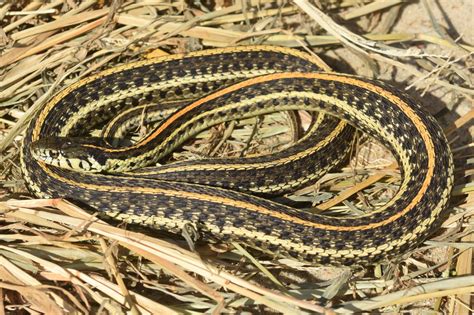 Plains Gartersnake Thamnophis Radix Amphibians And Reptiles Of