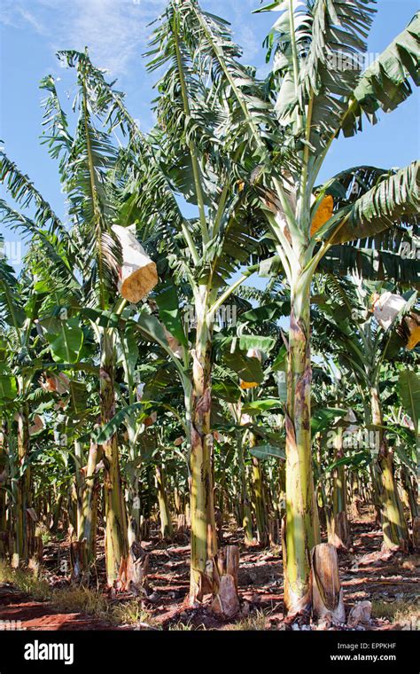 A Banana Plantation In Tropical North Queensland Australia Stock Photo