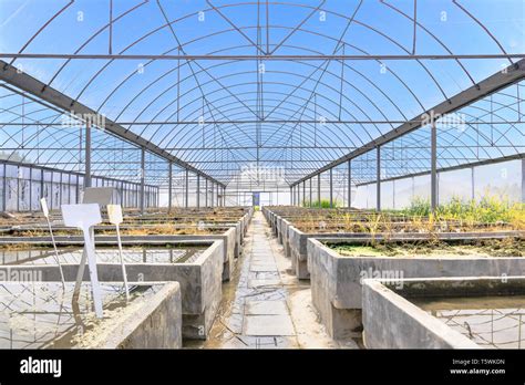 Old Empty Farm Plant Breeding Greenhouse By The Blue Sky Background