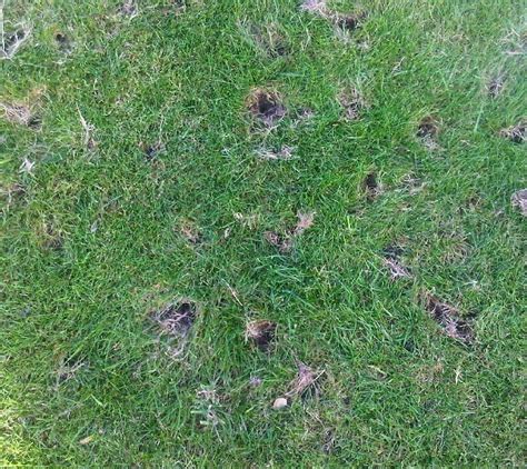 Small Holes In Lawn Overnight Causes Grass Lawns Care