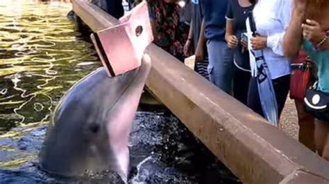 Dolphin Steals Womans Ipad At Seaworld Wdbo