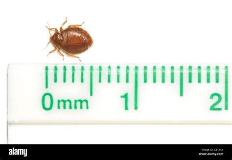 Common Adult Bedbug Bed Bug Cimex Lectularius With Millimeter Inch