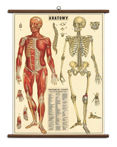 Human Bone Anatomy Chart Human Skeleton Anatomy And Physiology