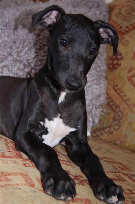 Black Whippet Puppy Whippet Dog Whippet Puppies Greyhound Dog Breed