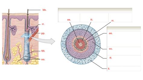 Hair Structure Diagram Quizlet