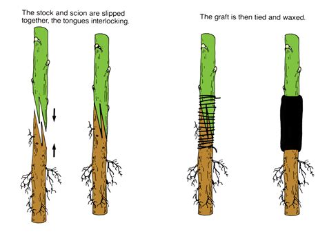 Bud Grafting Of Fruit Trees Philadelphia Orchard Project