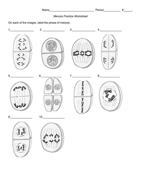 Phases Of Meiosis Worksheet Worksheets Decoomo