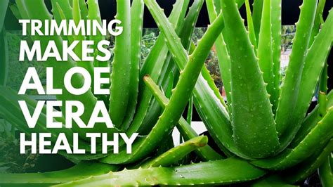 How To Prune And Trim Aloe Vera Plant To Make It Healthy Youtube