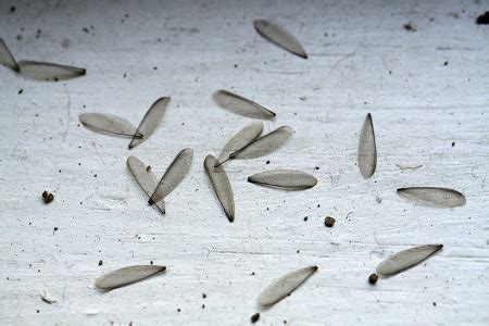 John kaiser, president, island pest control, hilton head island, s.c. Island Pest Control | Termite Control