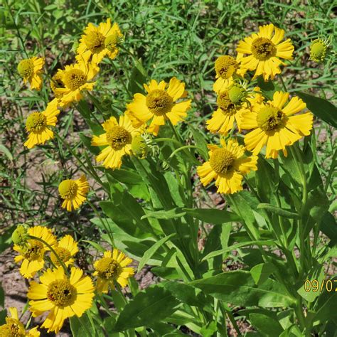 Helenium Autumnale Large Flowered Sneezeweed 10000 Things Of The