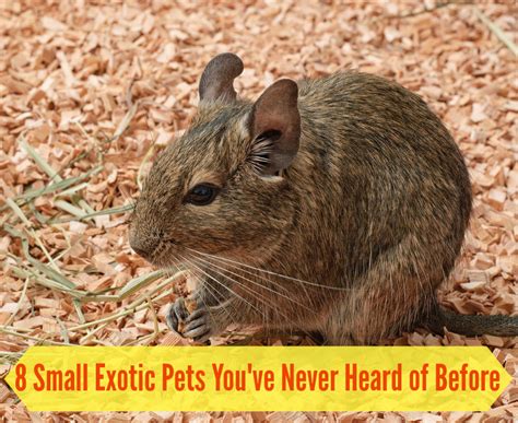 8 Small Exotic Pets You May Have Never Heard of Before ...