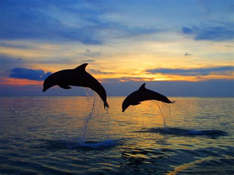 Bottlenose Dolphins Wallpapers Images Photos Pictures