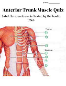 This video is about muscles of the torso. Anterior and Posterior Trunk Muscle Labeling Quiz and KEY ...
