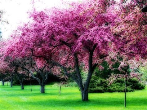 The Best Pink Wallpaper Tree Ideas