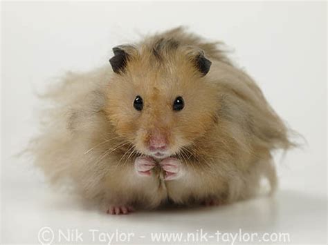 Cute Fluffy Hamster Copyright Nik Taylor Photography This Flickr