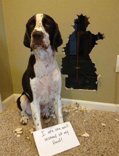 The Best Of Dog Shaming 19 Pics