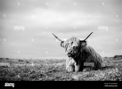 Highland Cow Black And White Stock Photos And Images Alamy