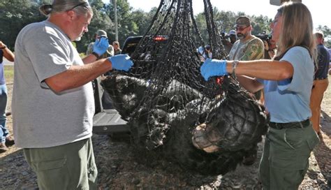 Floridas 2015 Bear Hunting Season Starts Orlando Sentinel